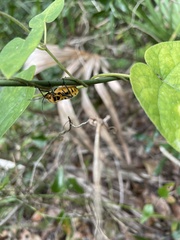 Sephina