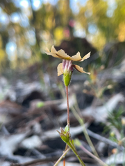 Goodenia trinervis