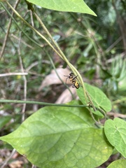 Sephina