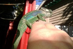 Bradypodion damaranum