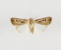 Agrotis spinifera