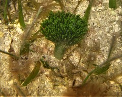 Penicillus dumetosus
