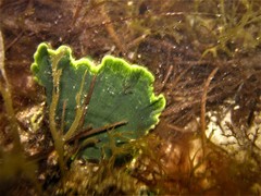Udotea flabellum