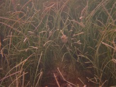 Syringodium filiforme