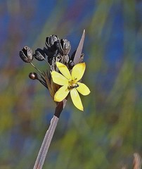 Sisyrinchium palmifolium