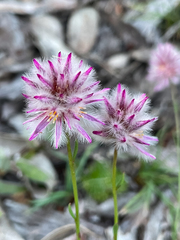 Ptilotus drummondii