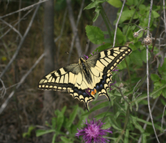 Papilio machaon