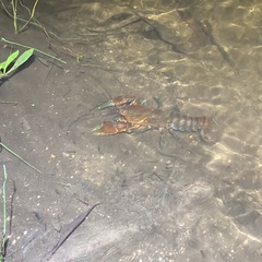 Euastacus australasiensis