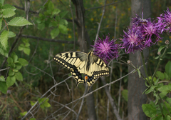 Papilio machaon