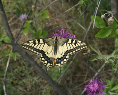 Papilio machaon