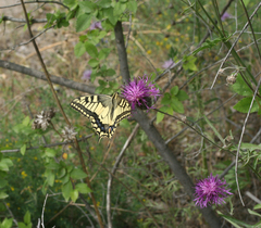 Papilio machaon