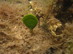 Udotea flabellum
