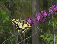 Papilio machaon
