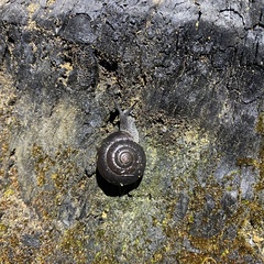 Pommerhelix monacha