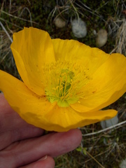 Papaver radicatum alaskanum