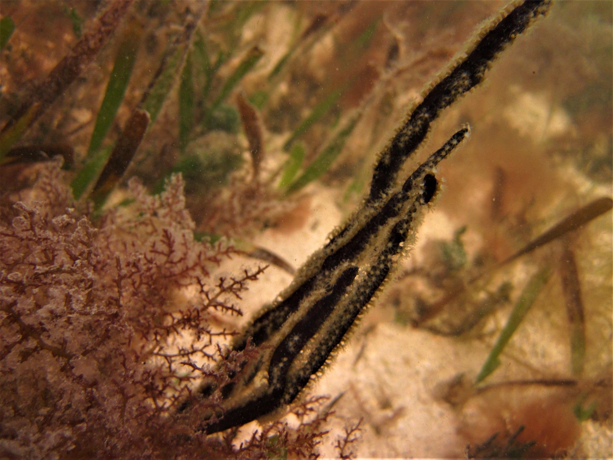 Pterogorgia anceps (Pallas, 1766)