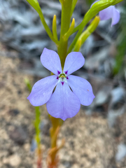Isotoma hypocrateriformis