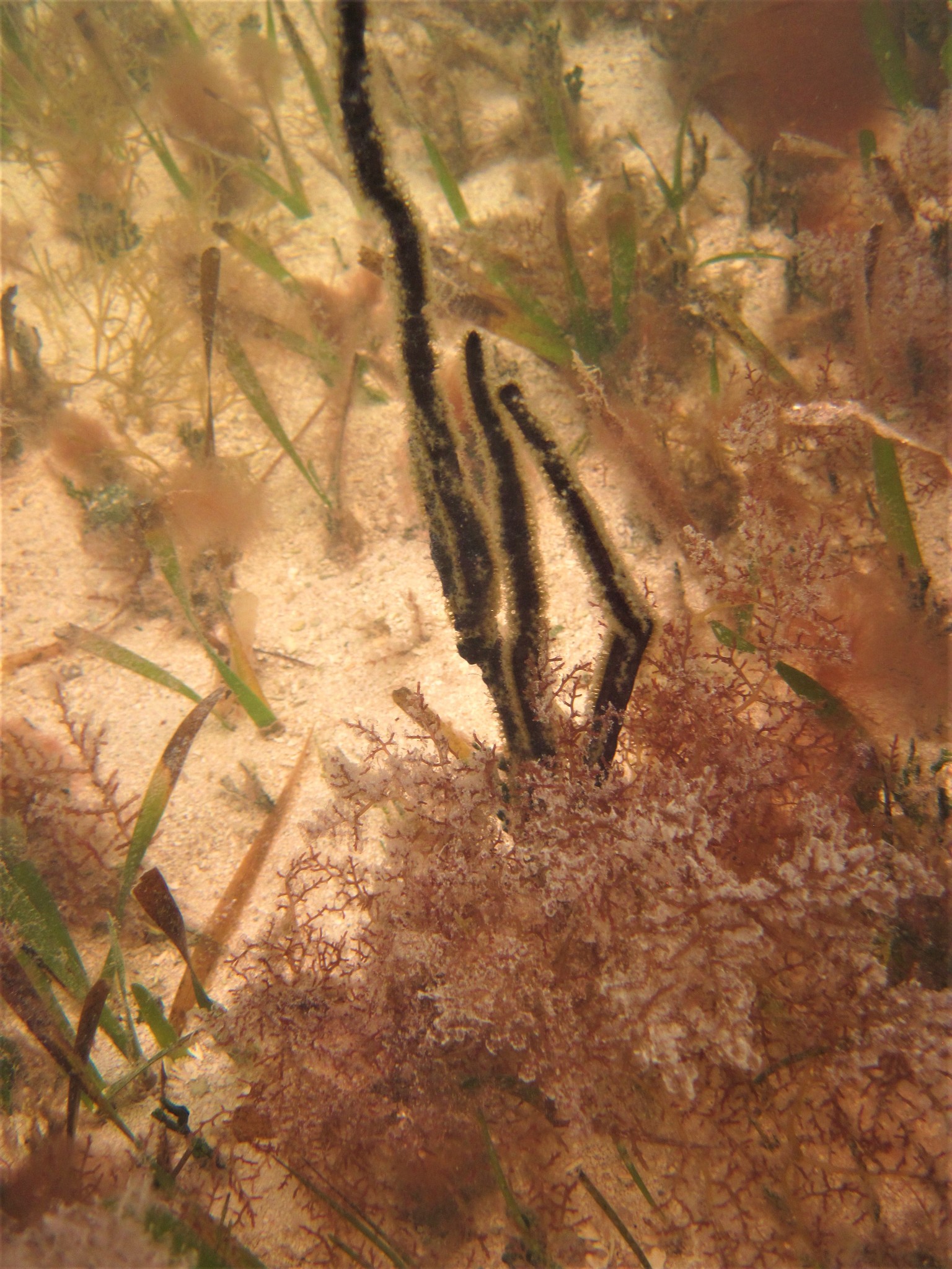 Pterogorgia anceps (Pallas, 1766)