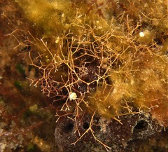 Amphiroa fragilissima
