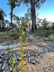 Isotoma hypocrateriformis