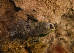 Haliclona implexiformis