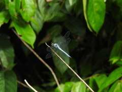 Chalcostephia flavifrons