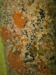 Ecteinascidia turbinata
