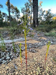 Isotoma hypocrateriformis