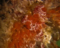 Botrylloides leachii