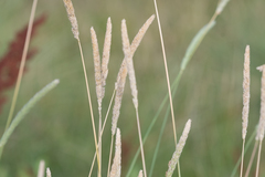 Phalaris angusta
