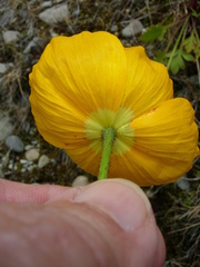 Papaver radicatum alaskanum