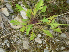 Papaver radicatum alaskanum