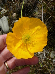 Papaver radicatum alaskanum