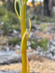 Isotoma hypocrateriformis