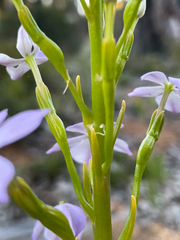 Isotoma hypocrateriformis