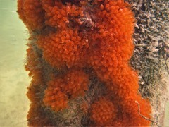 Ecteinascidia turbinata