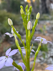Isotoma hypocrateriformis