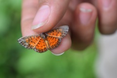 Parvospila lucianus
