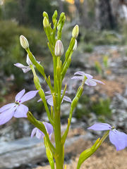 Isotoma hypocrateriformis