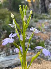 Isotoma hypocrateriformis
