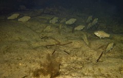 Floridichthys carpio