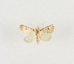 Caradrina syriaca