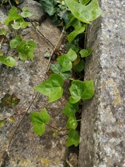 Hedera helix