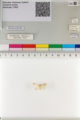 Caradrina syriaca