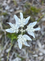 Xanthosia atkinsoniana