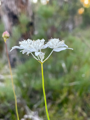 Xanthosia atkinsoniana
