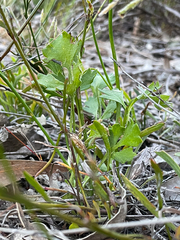 Xanthosia atkinsoniana