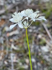 Xanthosia atkinsoniana
