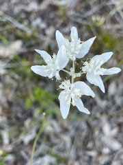 Xanthosia atkinsoniana