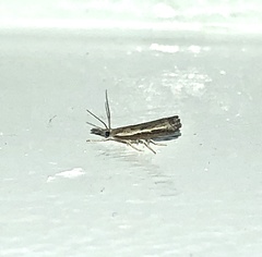 Ptochostola microphaeellus